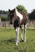 Te koop Western paard, Dieren en Toebehoren, Paarden en Pony's | Zadels, Western, Ophalen