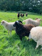 Ouessant dekram 1 jaar oud, Dieren en Toebehoren, Schapen, Geiten en Varkens