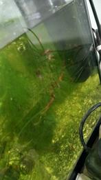 Kerst promo Rode garnalen promo de noel  crevette rouge