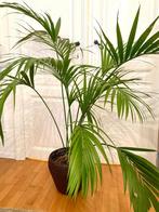 Palmier howea fosteriana 170cm de haut + cache pot, Huis en Inrichting, Kamerplanten, Ophalen of Verzenden, Palm