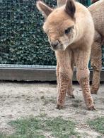 Heel mooi bewolde alpaca te koop!, Dieren en Toebehoren, April