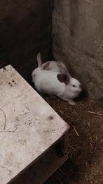 Duitse reus, Dieren en Toebehoren, Konijnen