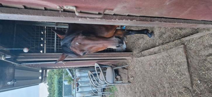 Bruin merrie 17j super braaf, Dieren en Toebehoren, Paarden, Merrie, Zadelmak, 160 tot 165 cm, 11 jaar of ouder, Recreatiepaard