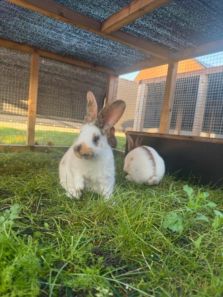 Reuze Vlinders (groot lotharinger), Dieren en Toebehoren, Konijnen, Middelgroot, 0 tot 2 jaar