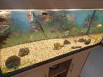 Aquarium poisson, Dieren en Toebehoren, Vis