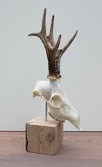 Mooi gebleekte zesender REE SCHEDEL op houten sokkel (# 4), Verzamelen, Dierenverzamelingen, Ophalen of Verzenden, Nieuw, Hert