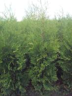 Thuja Brabant, Ophalen, Conifeer, Haag
