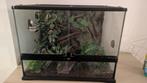 Gecko + Terrarium 60x45x45, Dieren en Toebehoren, Hagedis, Met terrarium, 0 tot 2 jaar