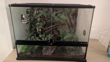 Gecko + Terrarium 60x45x45, Animaux & Accessoires, Lézard, Avec terrarium, 0 à 2 ans