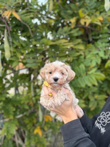 Prachtige maltipoo pups beschikbaar voor biedingen