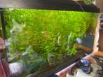 Aquarium juwel, Dieren en Toebehoren, Ophalen, Gebruikt, Gevuld zoetwateraquarium
