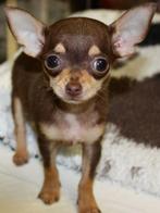 chihuahua pups t.cup & mini super mooi kleintjes raszuiver, Dieren en Toebehoren, België, Fokker | Hobbymatig, 8 tot 15 weken