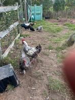 Mechelse koekoek haan, Dieren en Toebehoren, Pluimvee