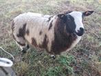 Baggerbonte ram, Dieren en Toebehoren, Mannelijk, Schaap, 0 tot 2 jaar