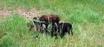 Ouessant lammeren, Dieren en Toebehoren, Schapen, Geiten en Varkens, Mannelijk, Schaap, 0 tot 2 jaar