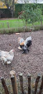 Brahma hennen, Dieren en Toebehoren, Pluimvee