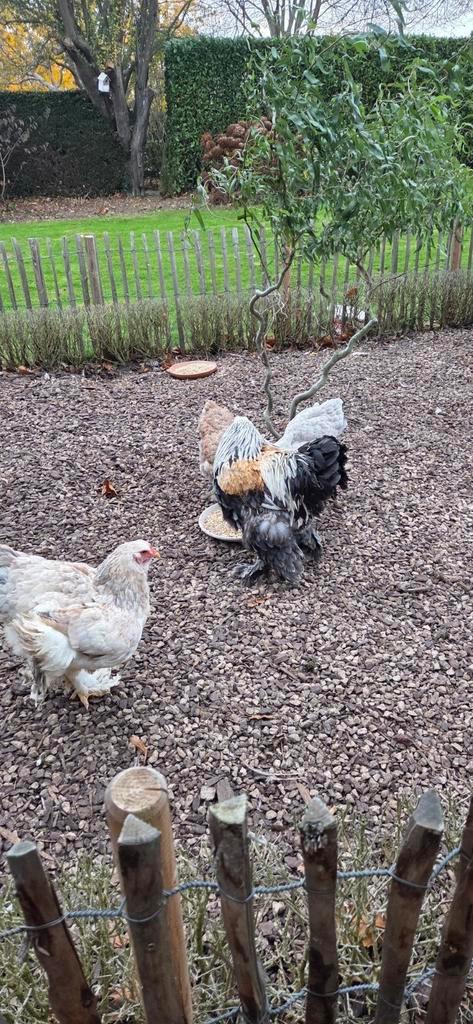 Brahma hennen, Dieren en Toebehoren, Pluimvee