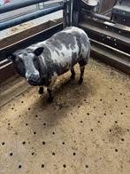 Mooie bonte ram 2 jaar, Dieren en Toebehoren, Schapen, Geiten en Varkens, Mannelijk, Schaap, 0 tot 2 jaar