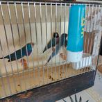 Gouldamadines