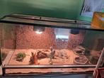 Baardagaam met terrarium en eventueel meubel, Dieren en Toebehoren, Ophalen, Zo goed als nieuw