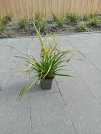 Siergras 24 stuks, Tuin en Terras, Ophalen, Vaste plant, Siergrassen, Halfschaduw