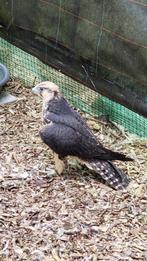 Lannervalken, Dieren en Toebehoren, Meerdere dieren, Roofvogel, Geringd