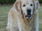 Hondenoppas voor grote of middelgrote honden, Animaux & Accessoires, Accessoires pour chiens, Enlèvement ou Envoi
