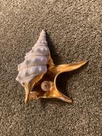 Capodimonte x Swarovski, Verzamelen, Ophalen of Verzenden, Zo goed als nieuw