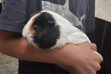 Vrouwelijke cavia te koop! beschikbaar voor biedingen