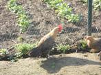 raszuivere hennen Hoen van de Zwamvallei te koop, Dieren en Toebehoren, Pluimvee, Vrouwelijk, Kip