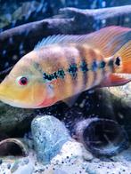 Jonge amphilopus lyonsi, Dieren en Toebehoren, Vissen | Aquariumvissen