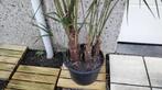 Trachycarpus-palm, Tuin en Terras, Planten | Bomen, Ophalen, Palmboom