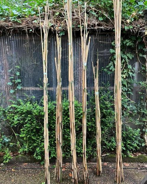 Echte bamboe, Tuin en Terras, Planten | Bomen, Winter, Ophalen