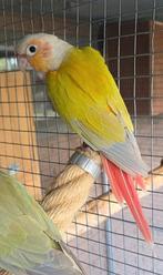 Molinae tovert vrouwelijke Suncheek epp, Dieren en Toebehoren, Vrouwelijk