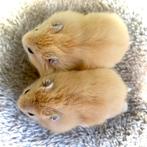 Prachtige allerschattigste troetelhamstertjes (4-8 weken), Animaux & Accessoires, Rongeurs, Hamster, Décembre, Domestique, Plusieurs animaux