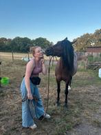 Cruzado ruin, Dieren en Toebehoren, Gechipt, Minder dan 160 cm, Ruin, Niet van toepassing
