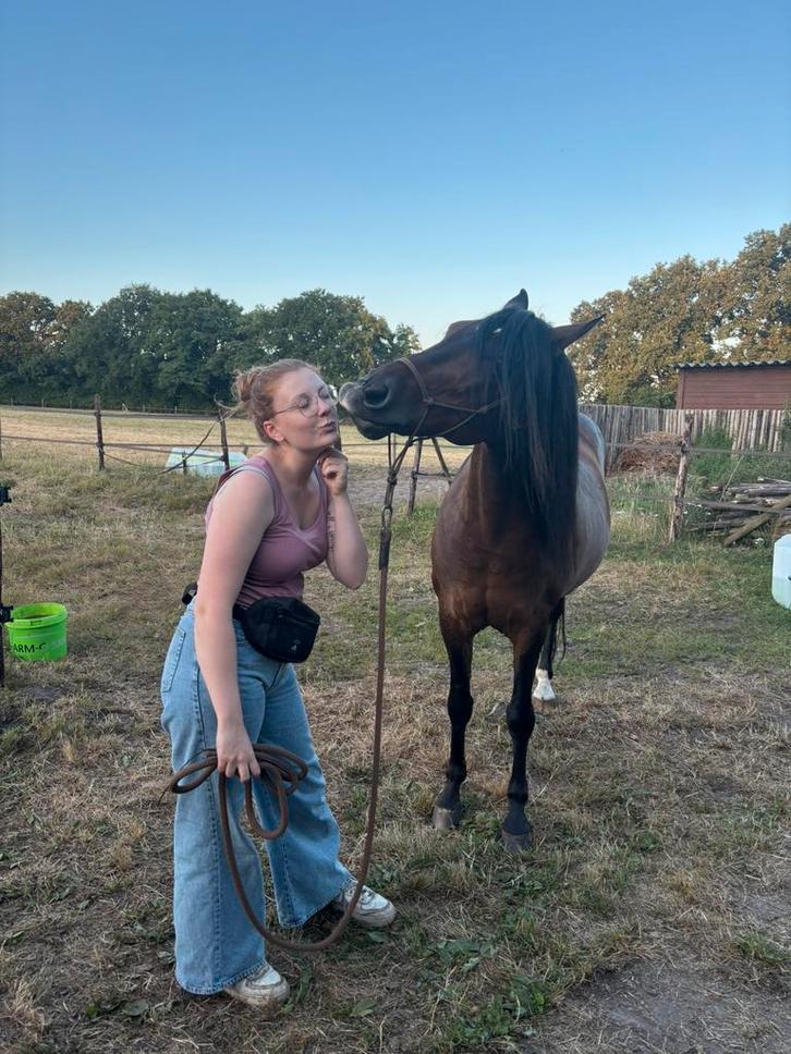 Cruzado ruin, Dieren en Toebehoren, Paarden, Ruin, Niet van toepassing, Minder dan 160 cm, 7 tot 10 jaar, Dressuurpaard, Gechipt