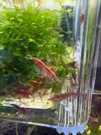 Kweekgroep neocaridina garnalen, Dieren en Toebehoren