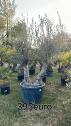 Olijfbomen olea europaea aan stuntprijzen!, Tuin en Terras, Planten | Bomen, Ophalen of Verzenden