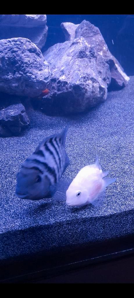 Actief Koppel zebra chichliden, Dieren en Toebehoren, Vissen | Aquariumvissen