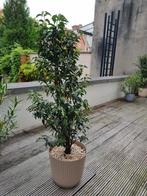 Garden Evergreen Plants - Prunus Lusitanica, Tuin en Terras, Planten | Bomen, Ophalen