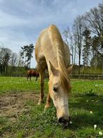 plekje voor mijn lieve merrie gezocht, Dieren en Toebehoren, Weidegang, 1 paard of pony