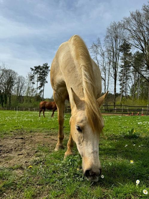 plekje voor mijn lieve merrie gezocht, Dieren en Toebehoren, Stalling en Weidegang, Weidegang, 1 paard of pony