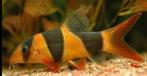 6x chromobotia Macracanthus clownbotia, Dieren en Toebehoren, Vissen | Aquariumvissen, Vis, Zoetwatervis