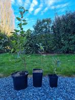 Plants de Laurier-sauce, Tuin en Terras, Planten | Tuinplanten, Ophalen, Volle zon, Lente, Groenteplanten