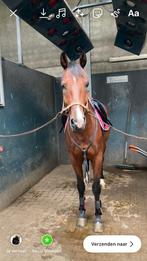 Halve stal gezocht, Dieren en Toebehoren, Paarden, Z