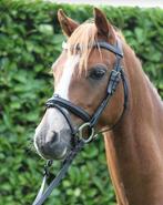 Welsh pony, Poney C (1.27 m à 1.37m), Hongre, 7 à 10 ans, B