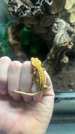 Wimpergekko ciliatus