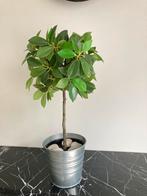 Kunstplant Schefflera arboricola Plant 45cm, Ophalen of Verzenden