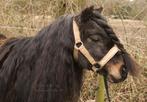 Shetland (fok) merrie, Dieren en Toebehoren, Merrie